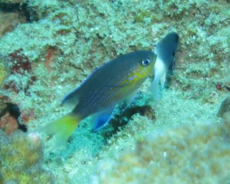 Pycnochromis nigrurus (Smith 1960)的图像