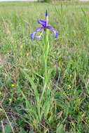 Image of Blue Iris