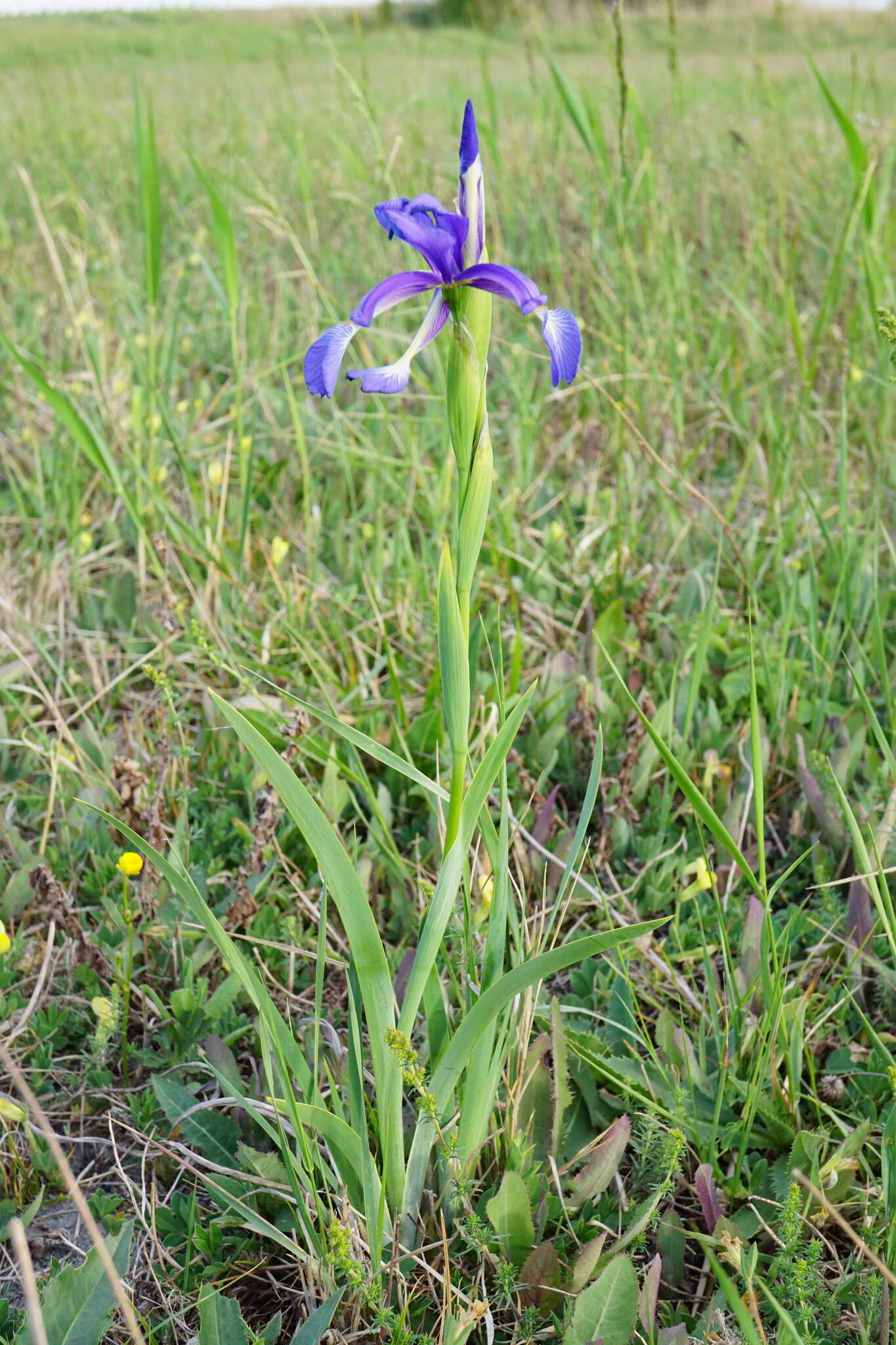 Image of Blue Iris