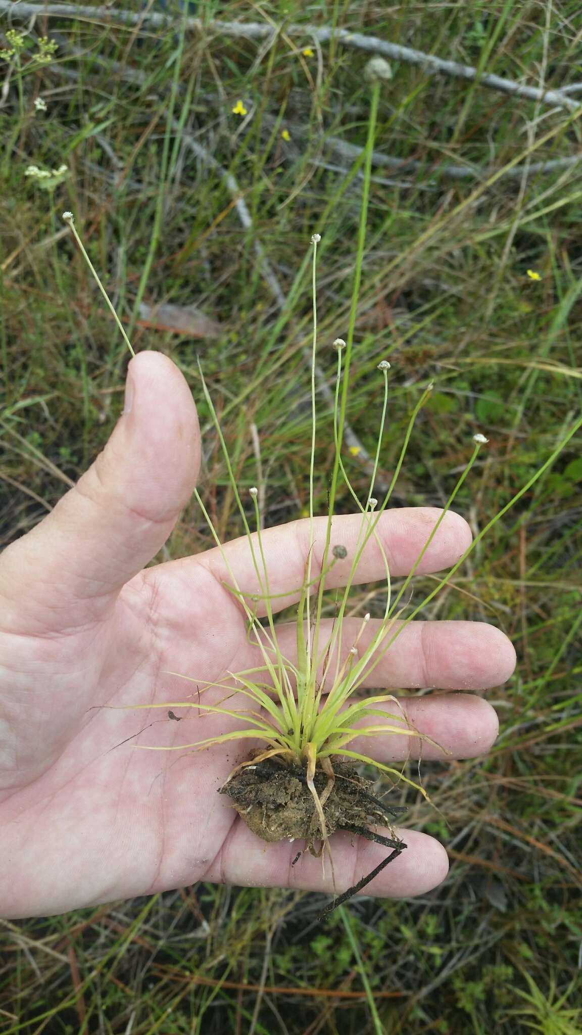 Image of Ravenel's Pipewort