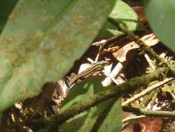 Image of Kentropyx calcarata Spix 1825