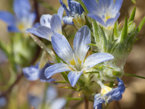 Imagem de Eriastrum eremicum subsp. yageri (M. E. Jones) Mason