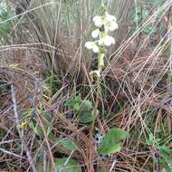 Image of Pyrola angustifolia (Alef.) Hemsley