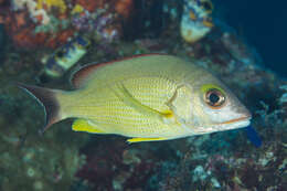 Image of Blacktail snapper