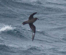 Image of Murphy's Petrel