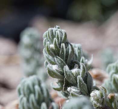 Image of small coastal germander