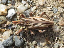 Image of Coniocleonus nigrosuturatus (Goeze & J. A. E. 1777)