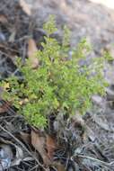 Plancia ëd Chenopodium nutans subsp. nutans