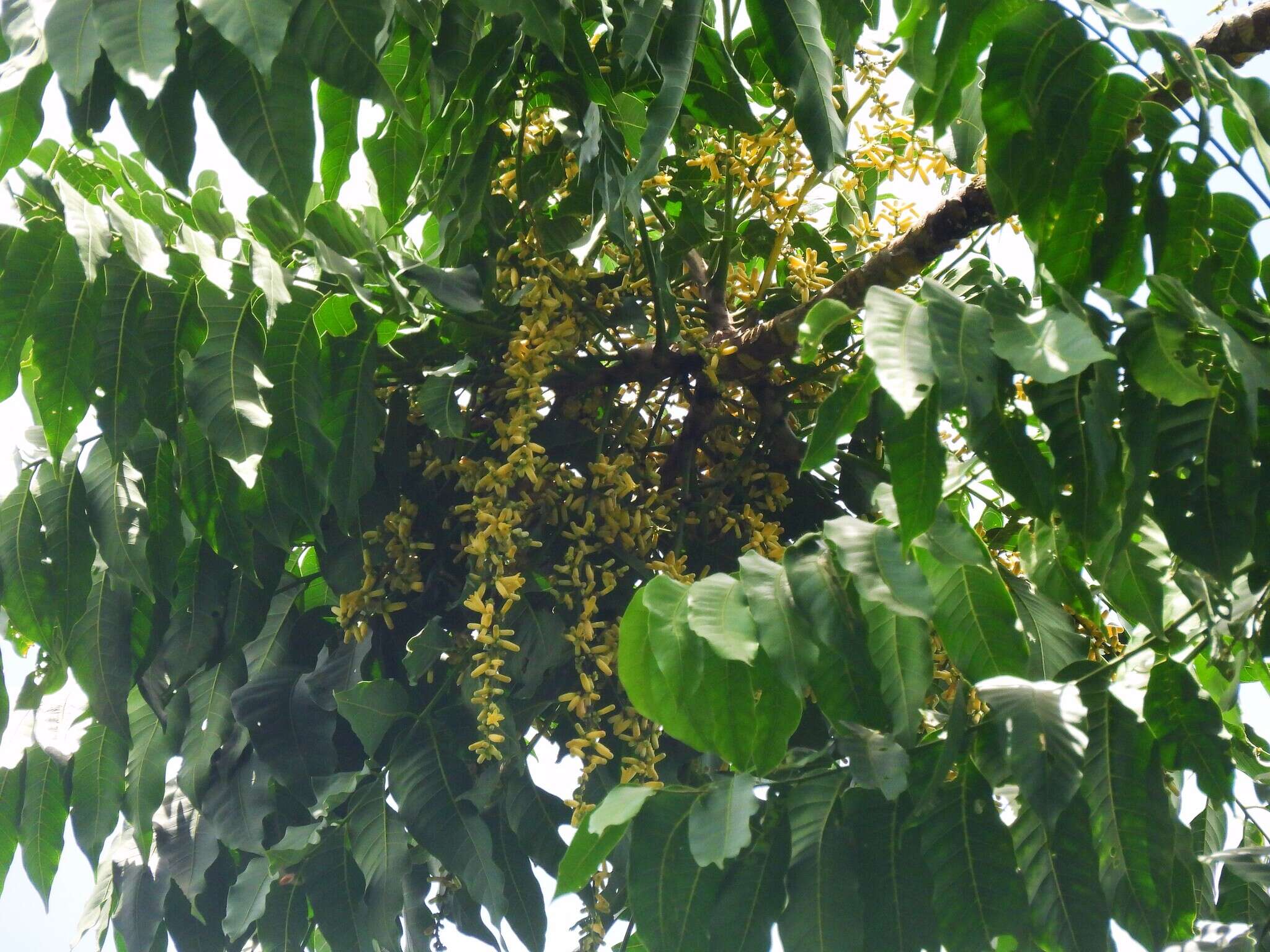 Image of Dysoxylum gaudichaudianum (Juss.) Miq.