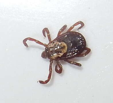 Image of American dog tick