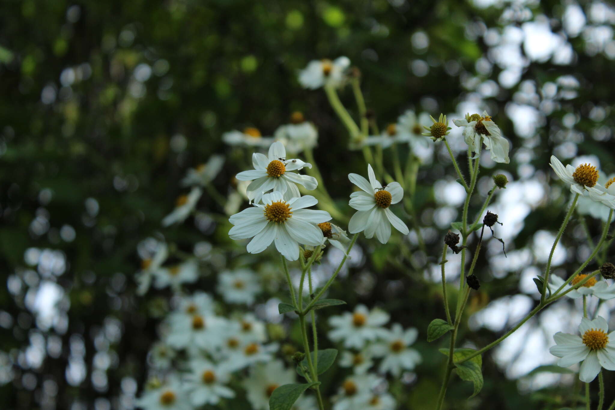 Image of Montanoa ovalifolia (DC.) C. Koch