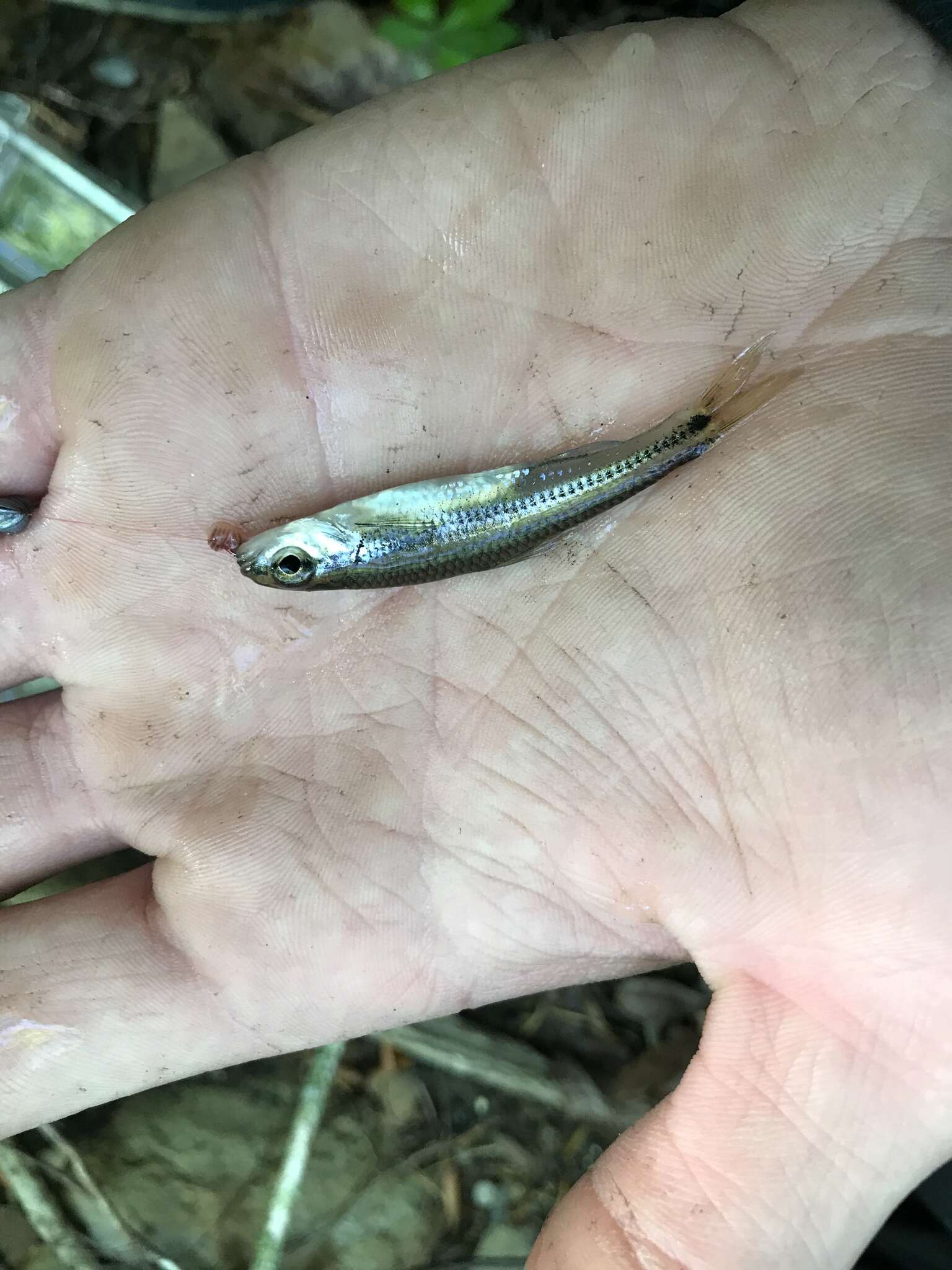 Image of Coosa Shiner