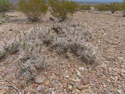 Image of Big Bend pricklypear