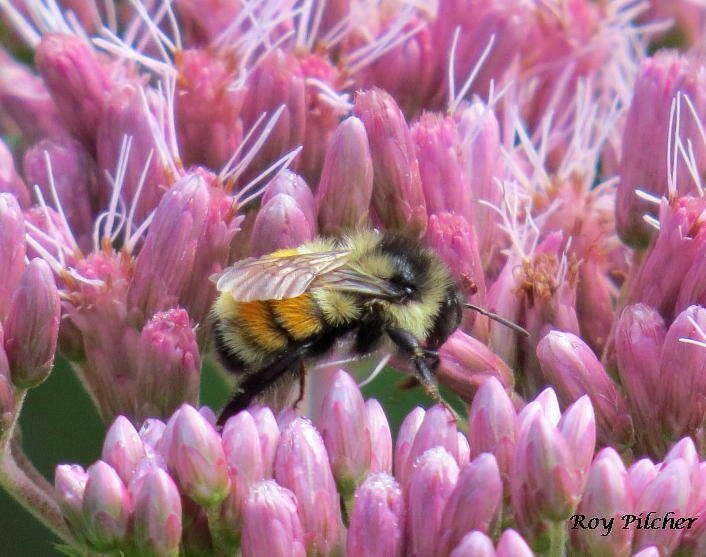 Image of Tricolored Bumble Bee