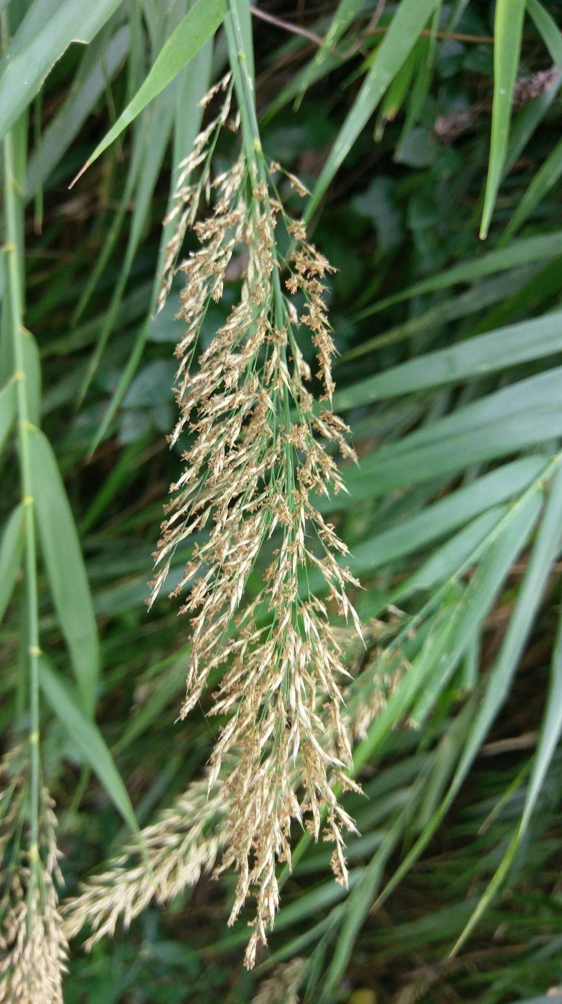 Image of Arundo formosana Hack.