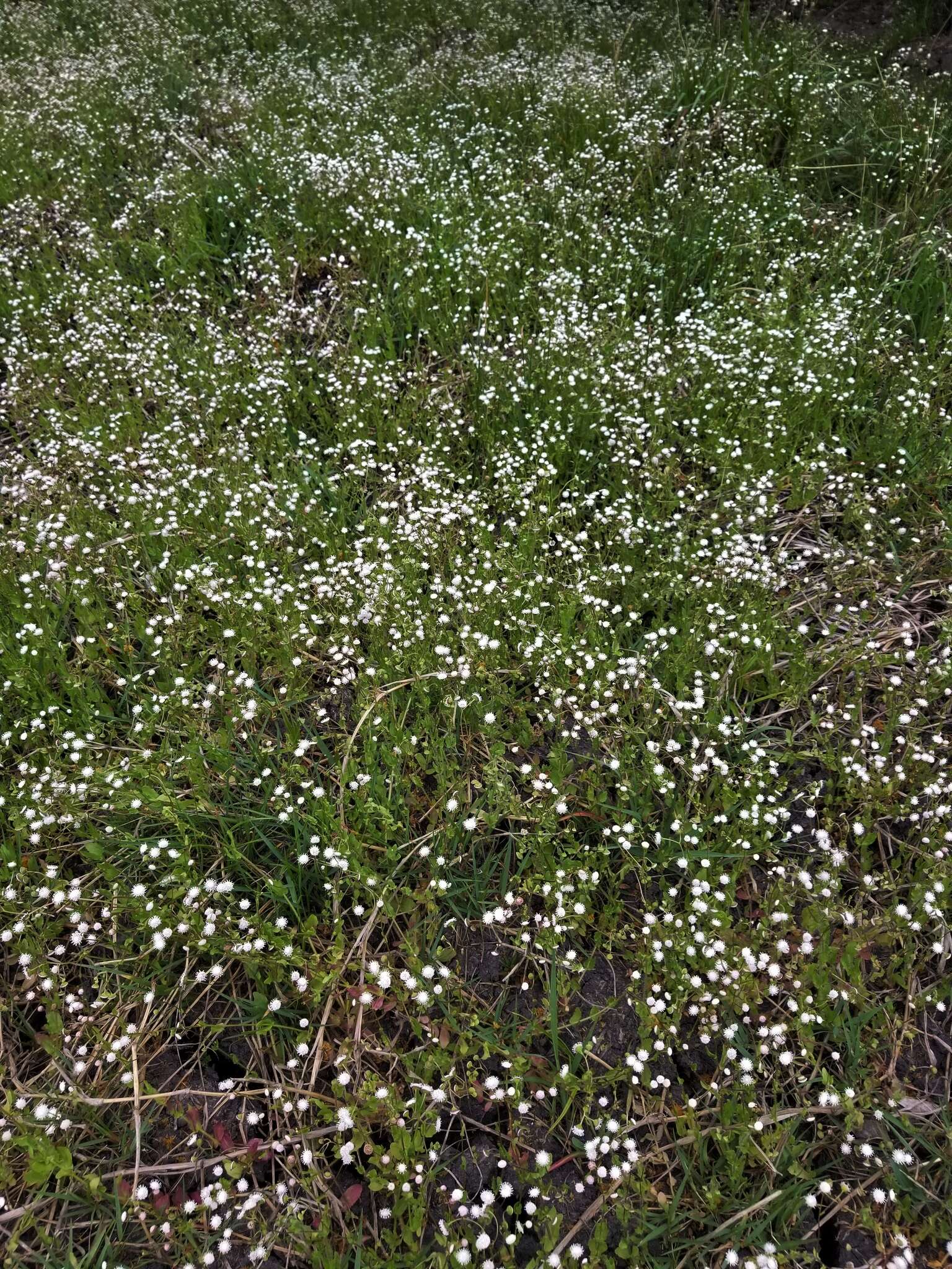 Plancia ëd Trichocoronis