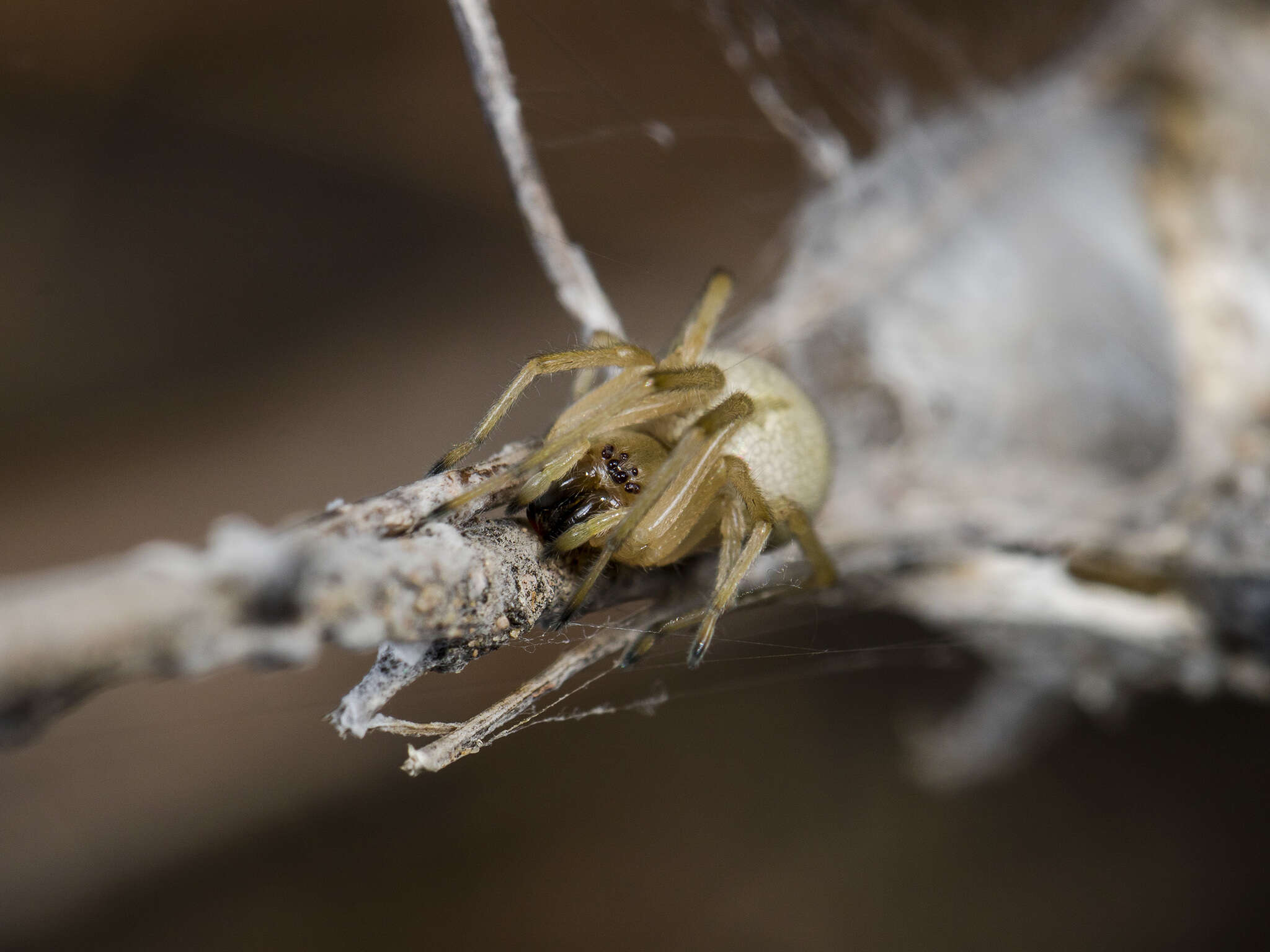 Слика од Cheiracanthium virescens (Sundevall 1833)