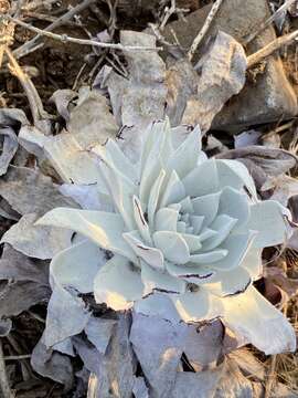 Image of Dudleya anthonyi Rose ex Britton & Rose