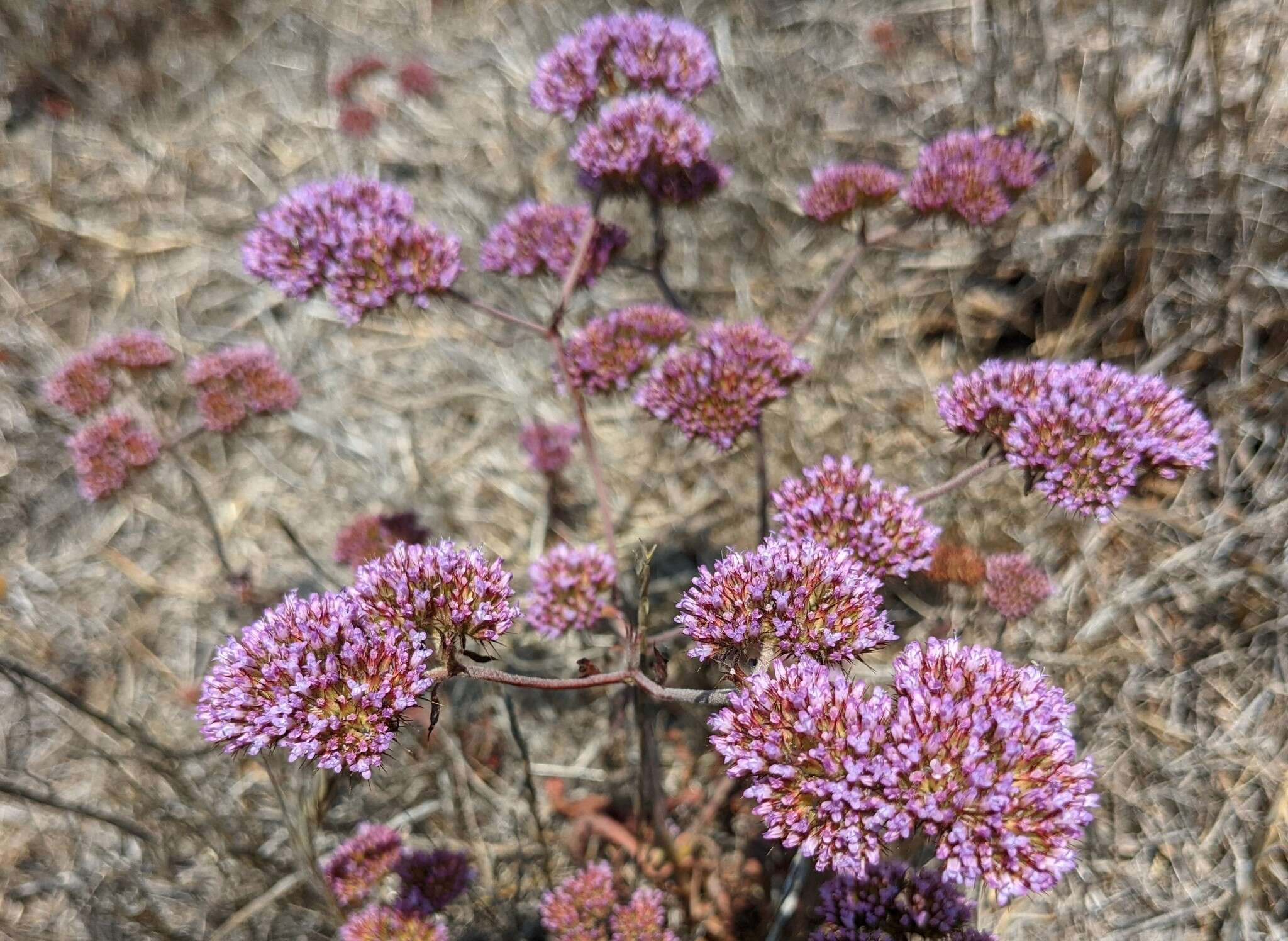 Image of Palmer's spineflower