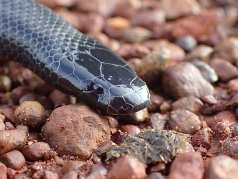 Image of Eastern Congo Burrowing Asp