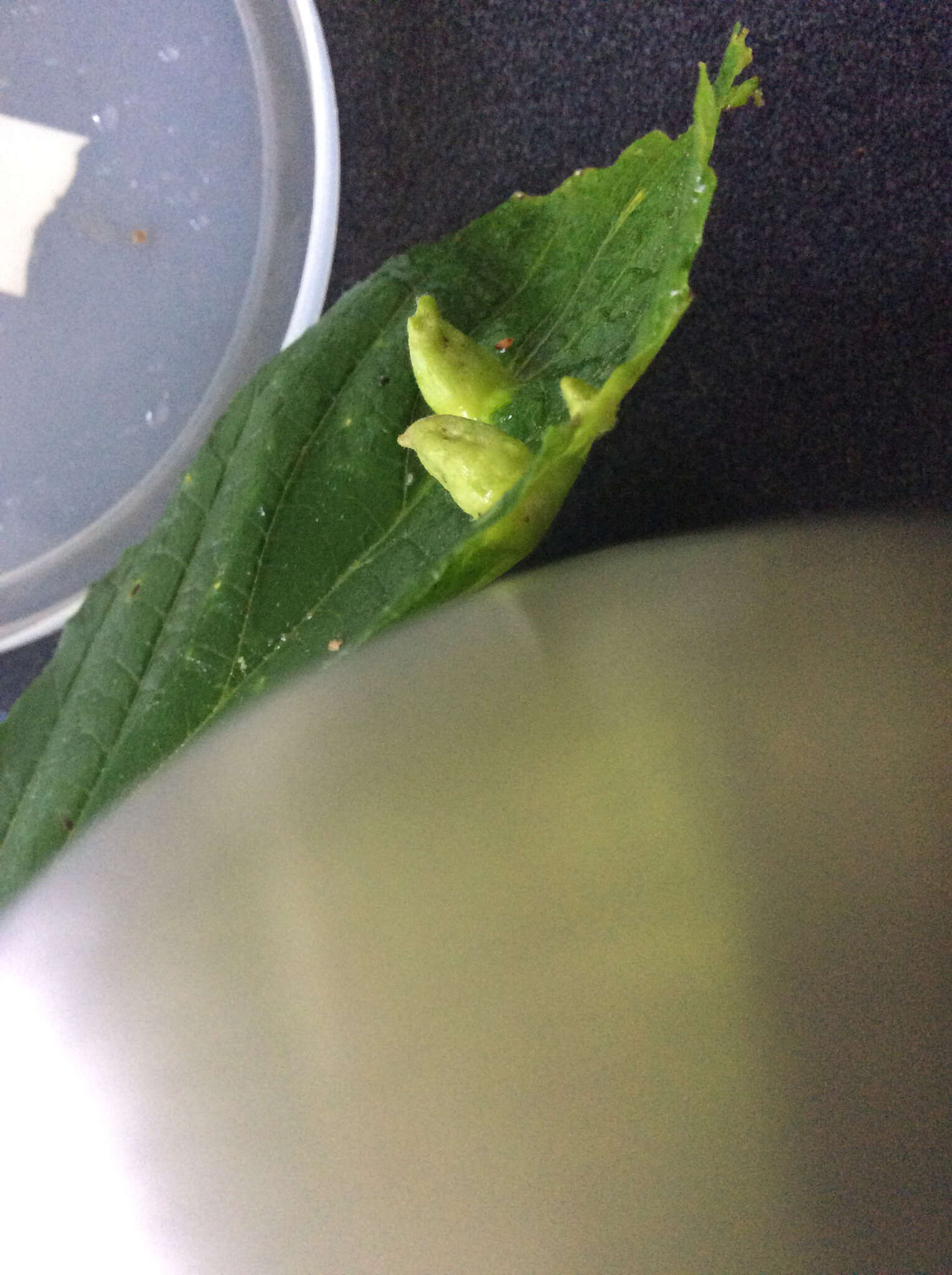 Image of Witch Hazel Cone Gall Aphid