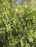 Image of Carolina Primrose-Willow