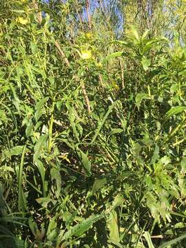 Image of Carolina Primrose-Willow