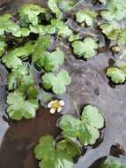 Ranunculus omiophyllus Ten.的圖片