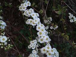 Image of Spiraea prunifolia var. pseudoprunifolia (Hayata ex Nakai) H. L. Li