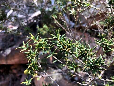 Image of Alyxia ruscifolia R. Br.