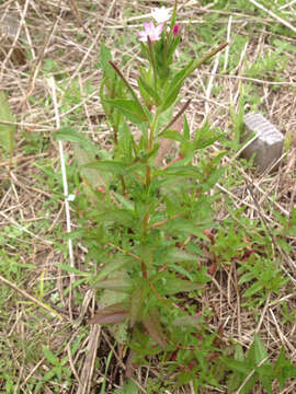 Image of fringed willowherb