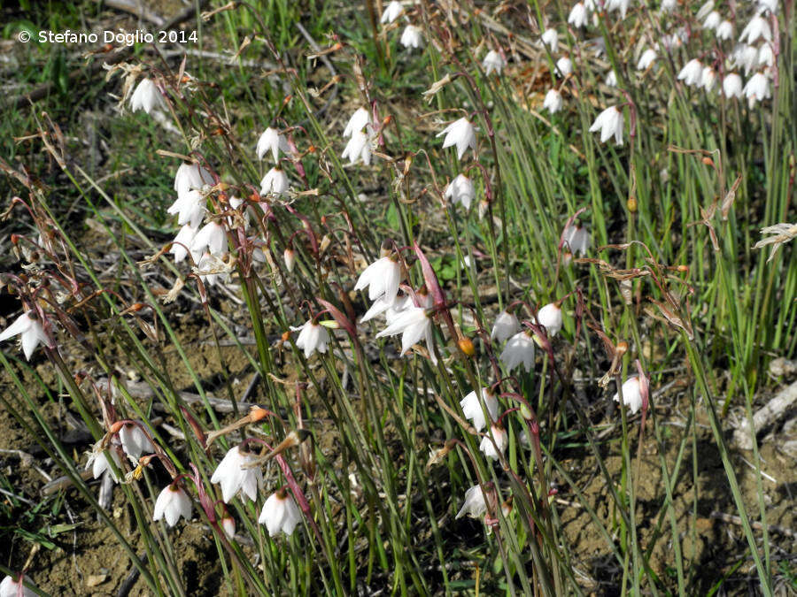 Слика од Acis autumnalis (L.) Sweet