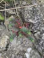 Euphorbia portlandica L. resmi