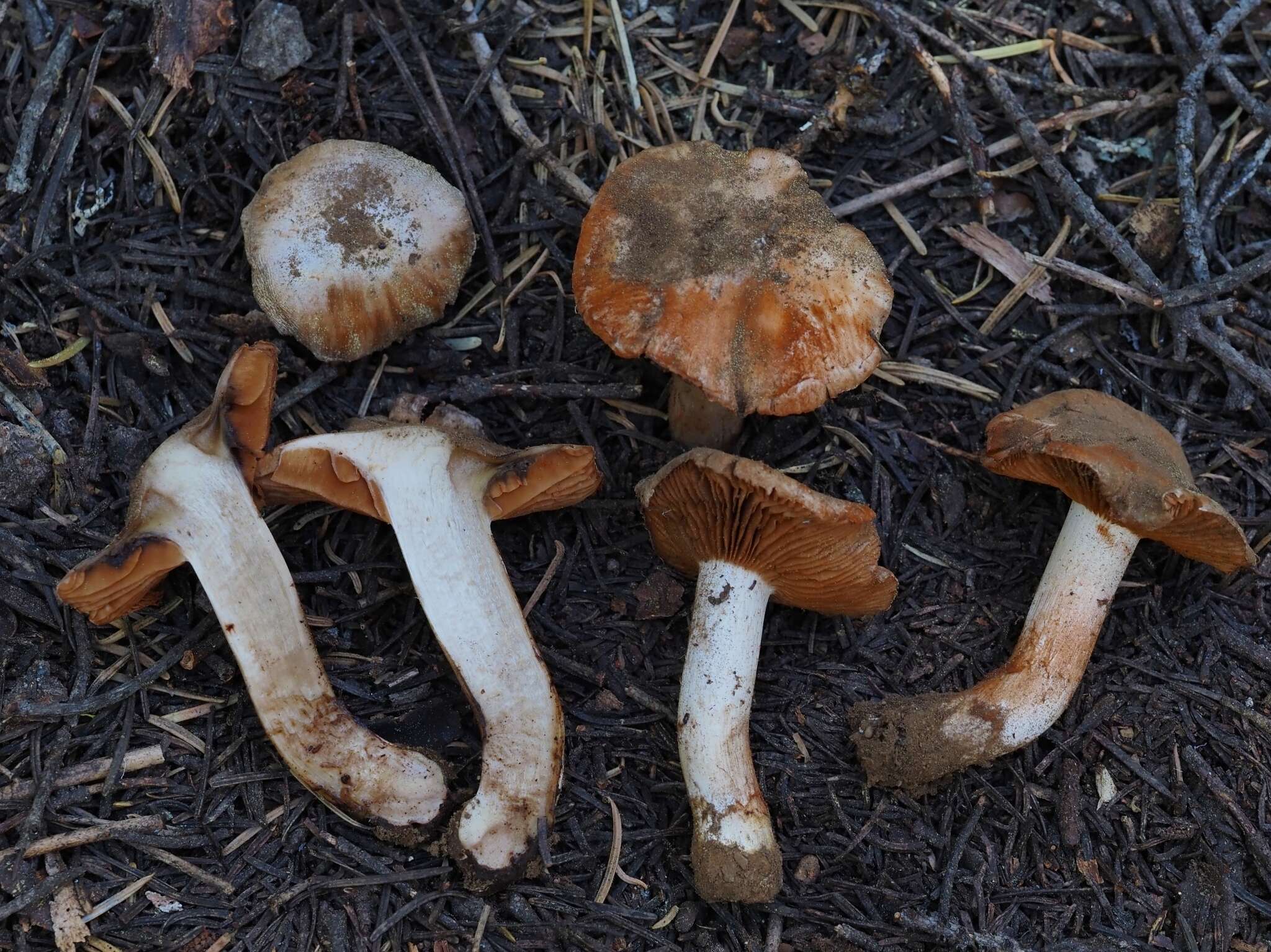 Imagem de Cortinarius bridgei Ammirati, Niskanen, Liimat., Bojantchev & L. Fang 2017