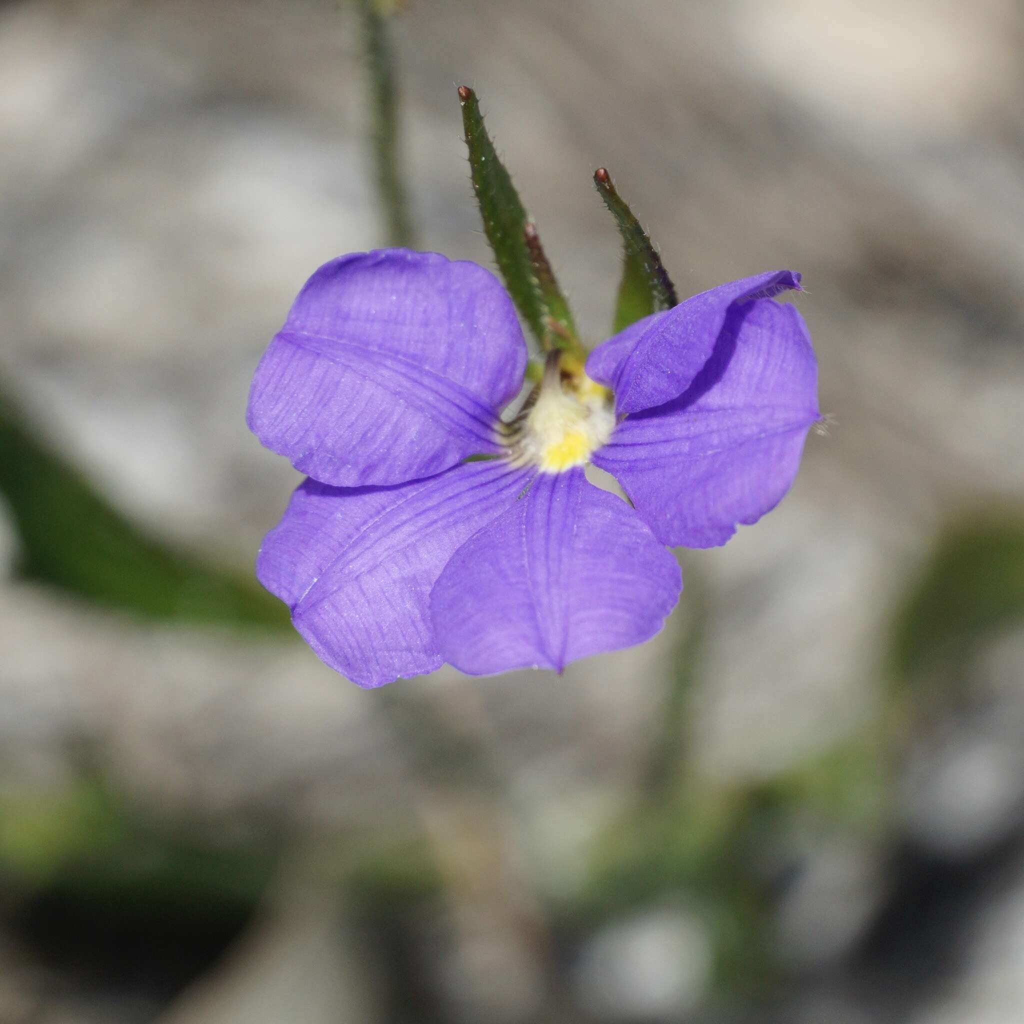 Слика од Scaevola calliptera Benth.