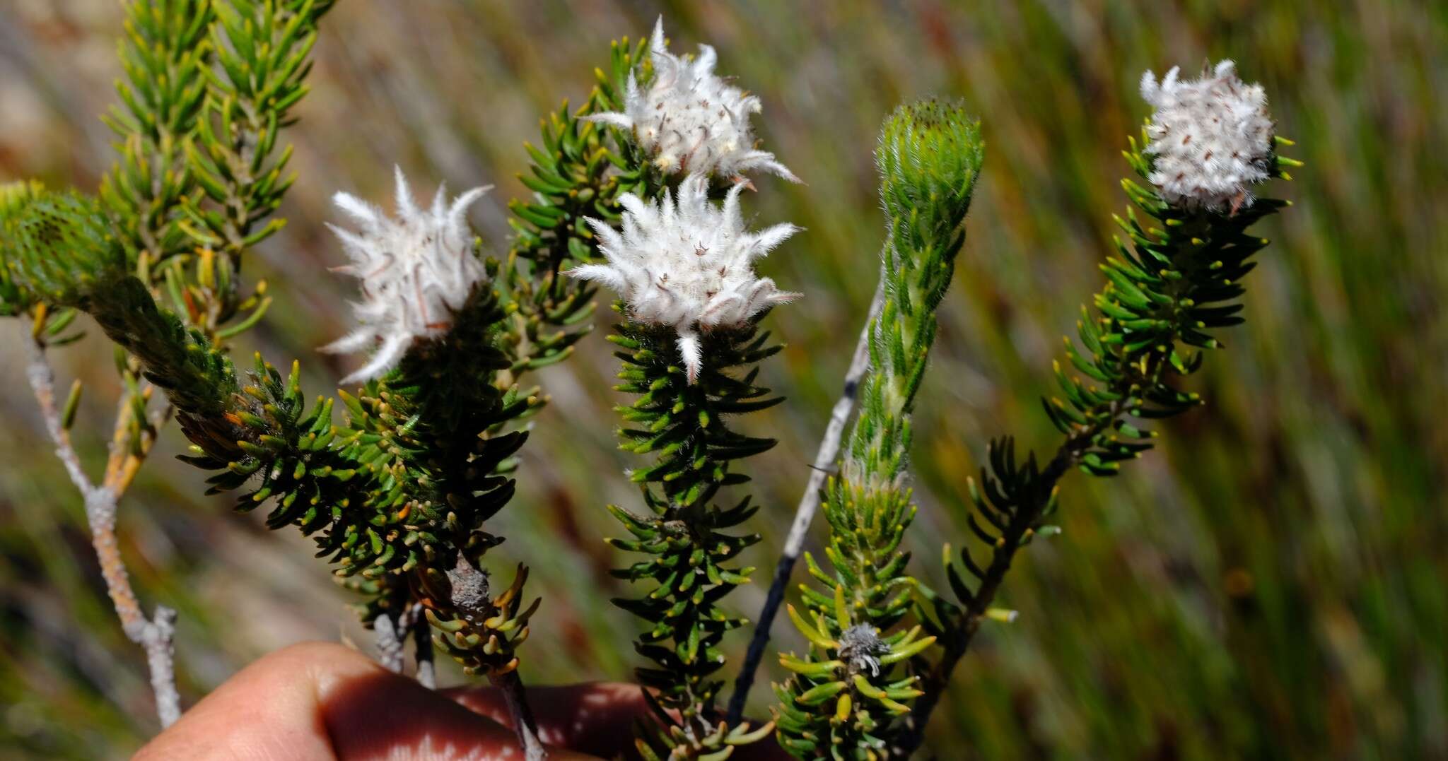 Image of Phylica marlothii Pillans