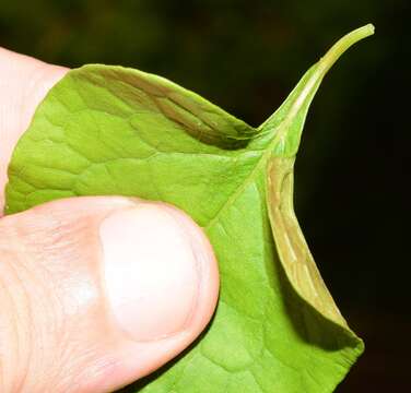 Image of Antigonon flavescens S. Wats.