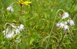 صورة Allium cernuum var. cernuum