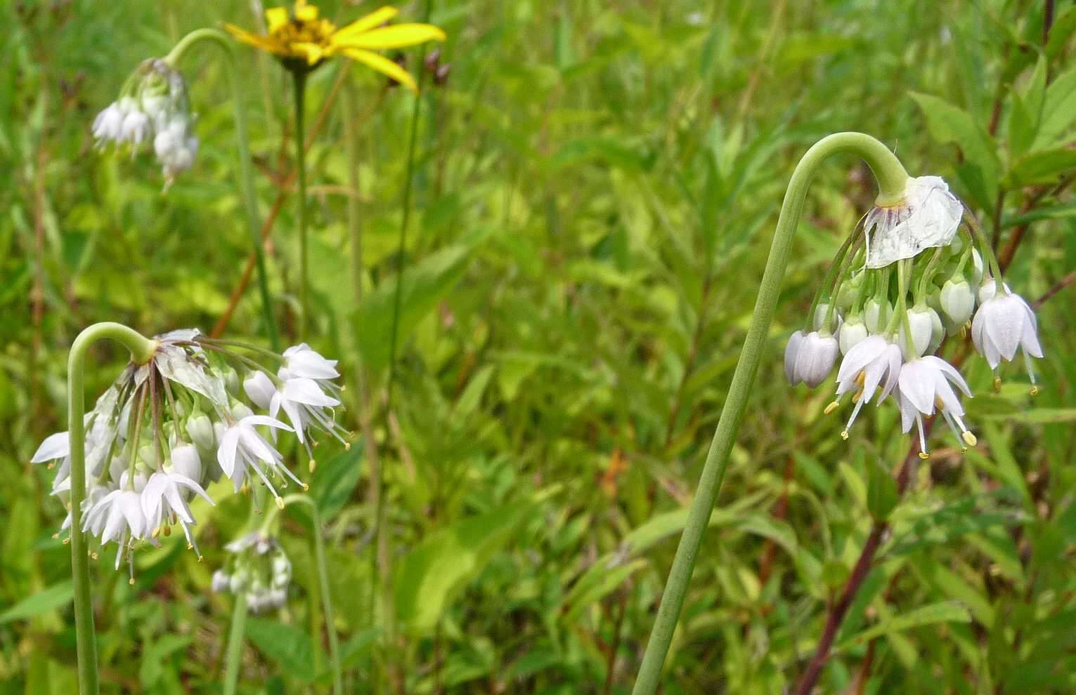 Sivun Allium cernuum var. cernuum kuva