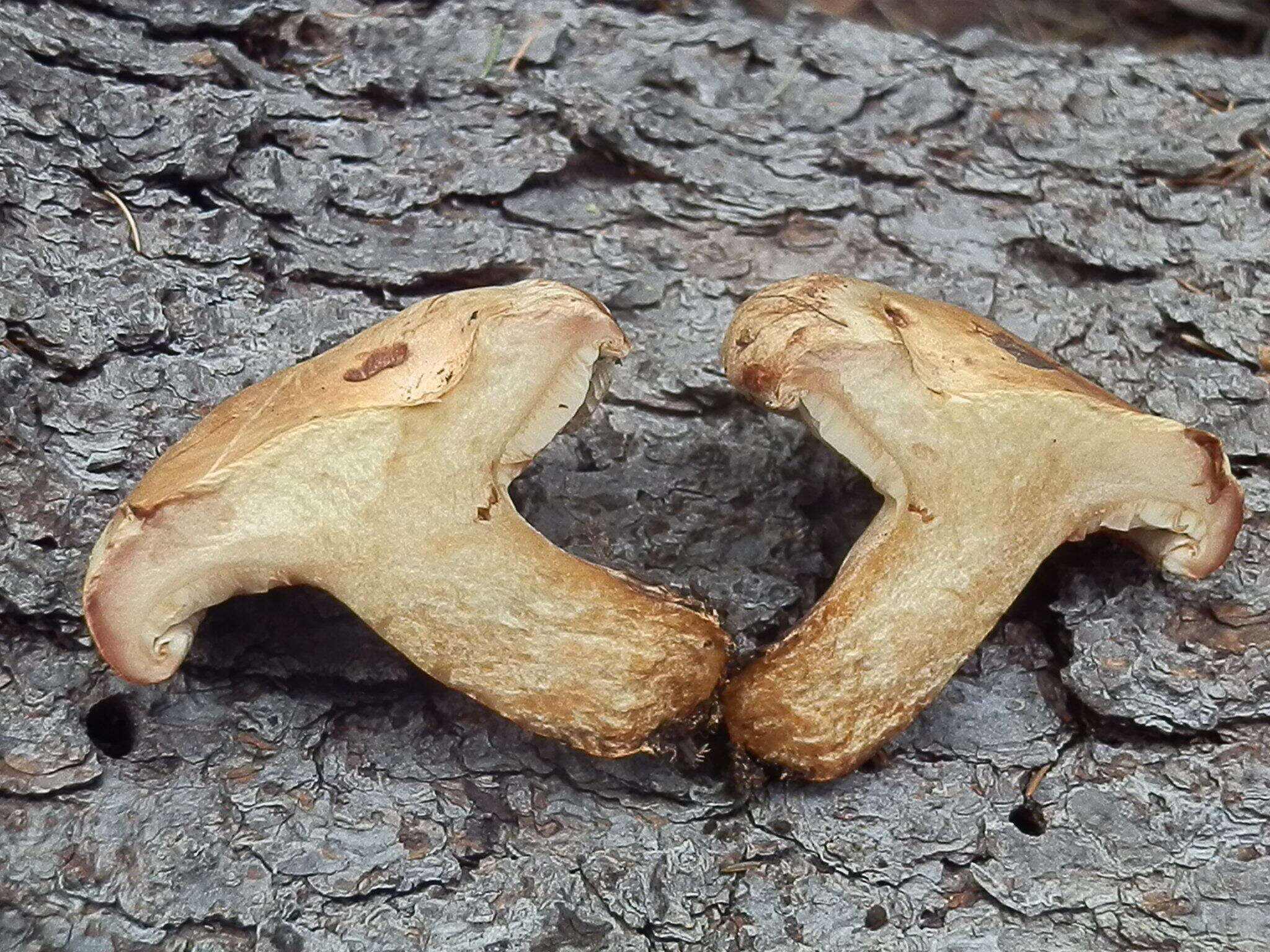 Image of Paxillus obscurisporus C. Hahn 1999