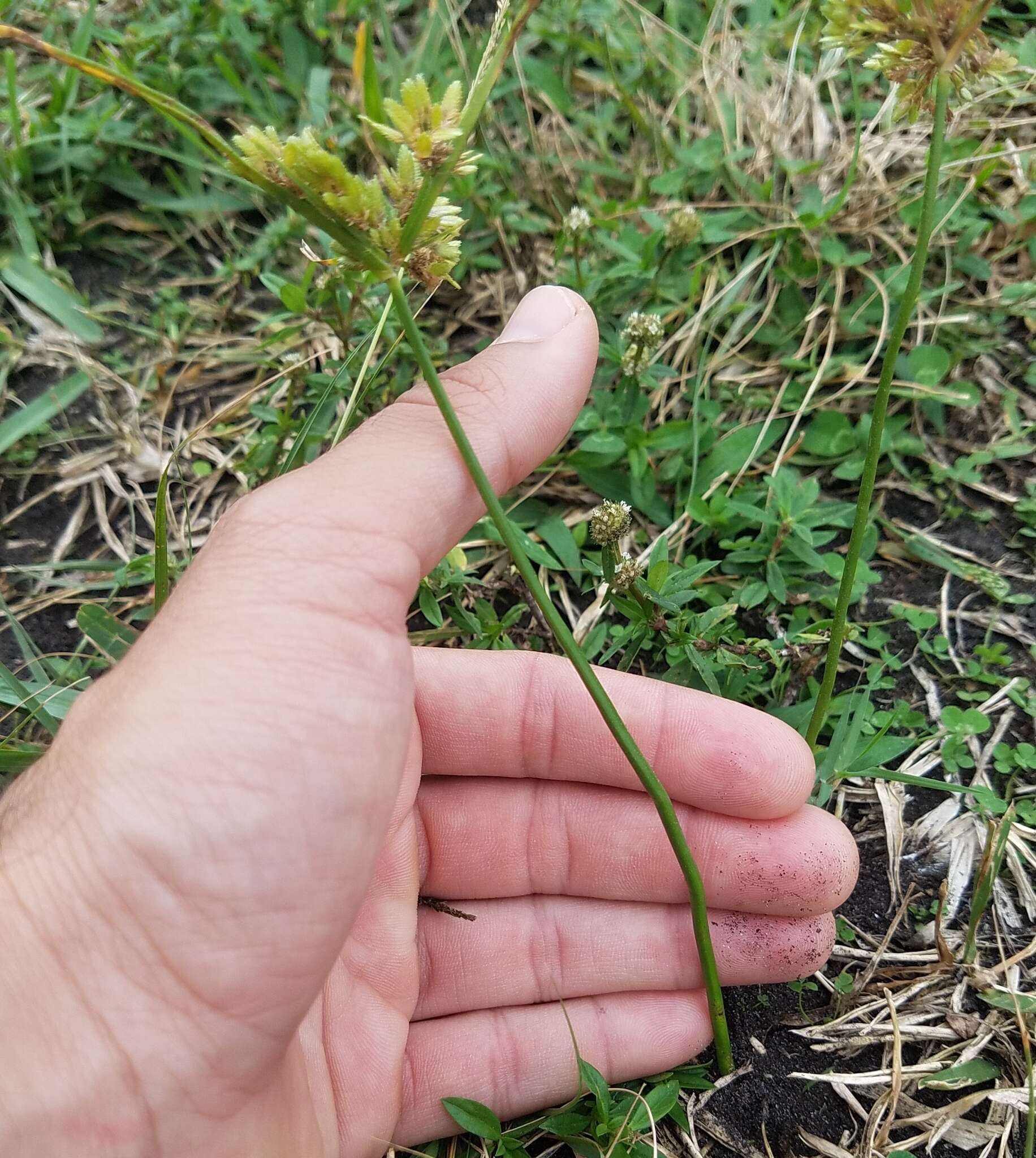 Image of tropical flatsedge