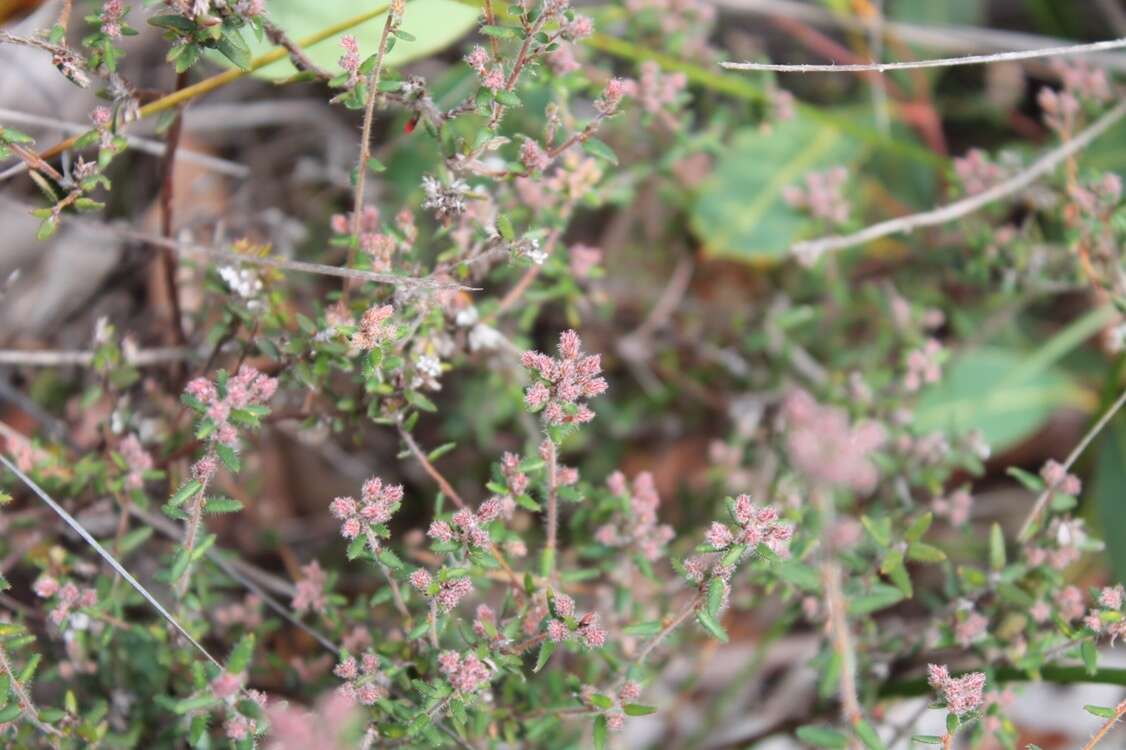 Image of Leucopogon hirsutus Sond.