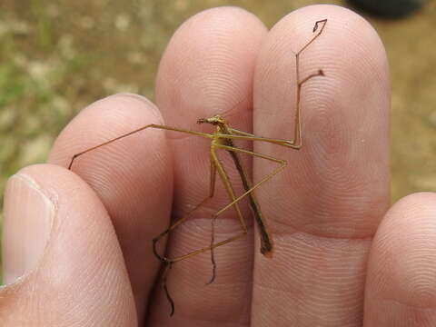 Image de Apterobittacus