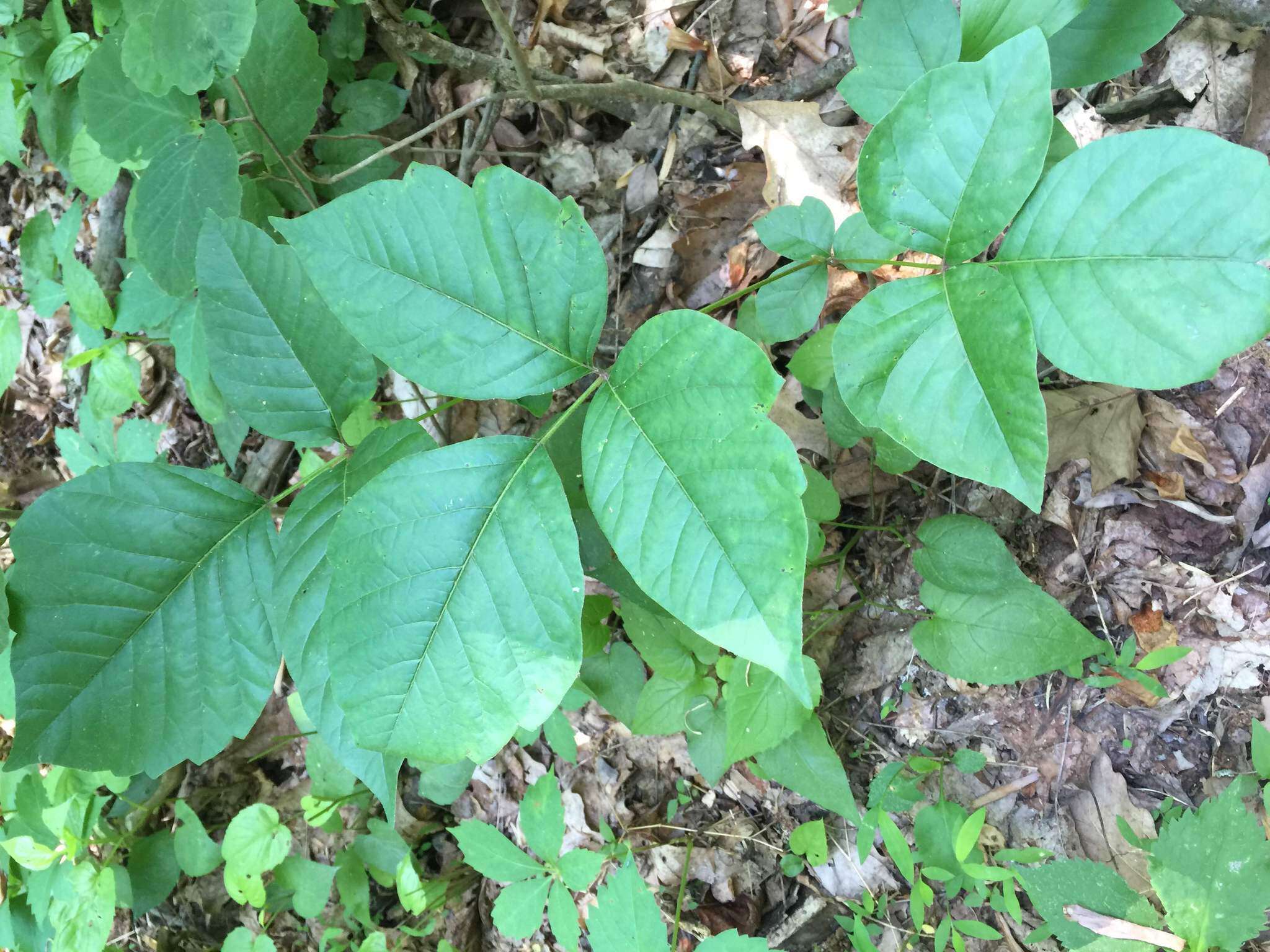 Image of eastern poison ivy