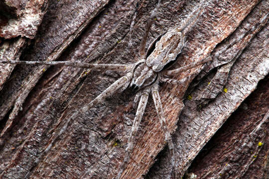 Image of Tamopsis fickerti (L. Koch 1876)