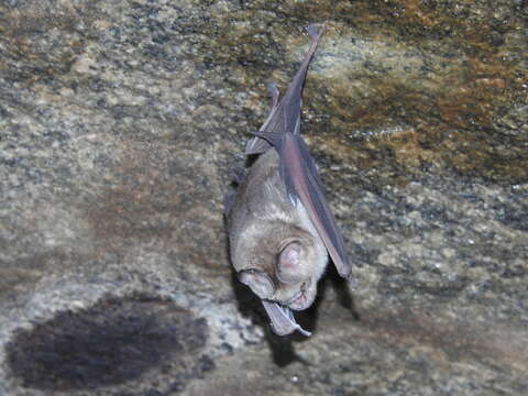 Image of Hipposideros speoris (Schneider ex Schreber 1800)