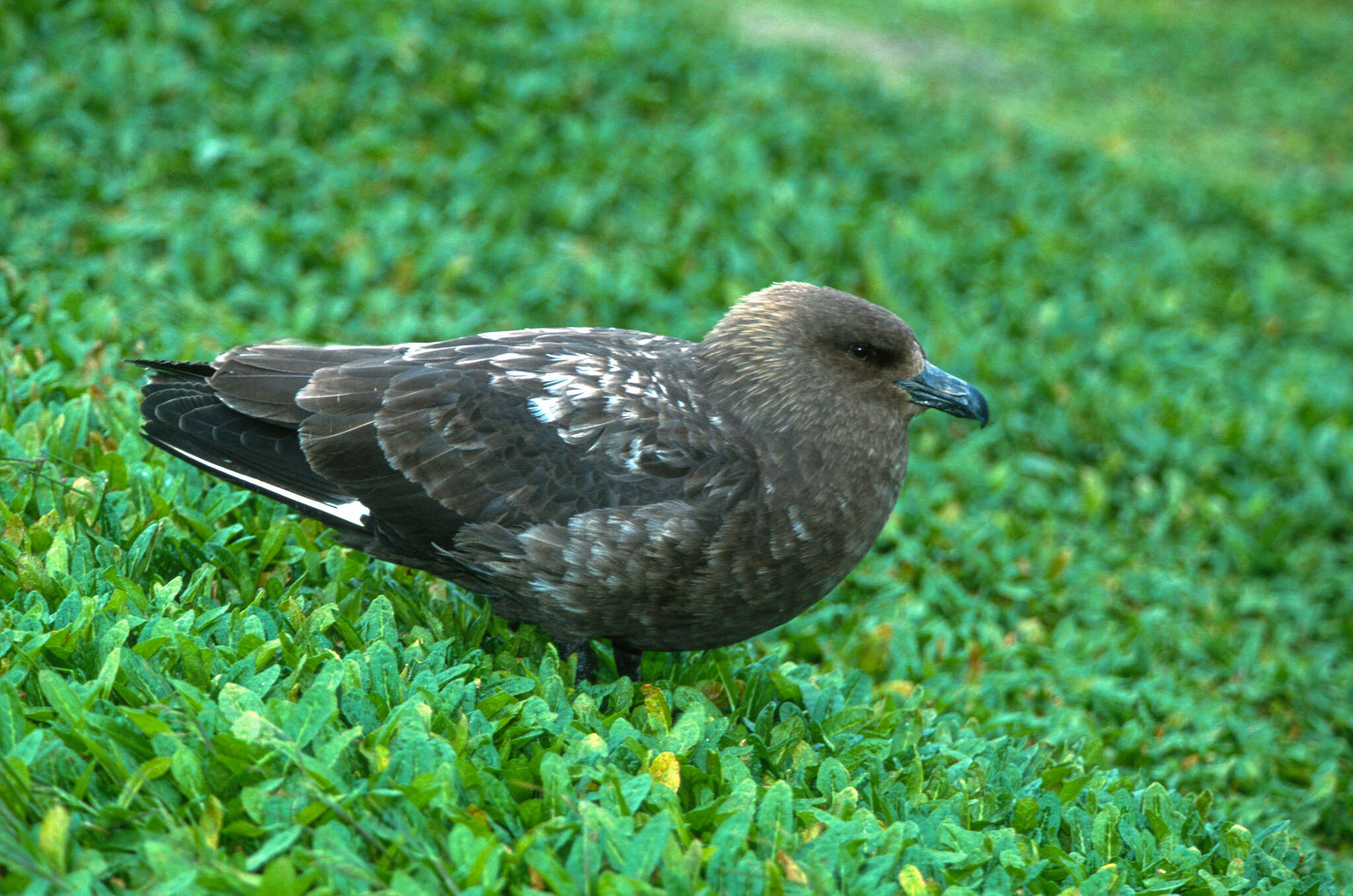 Plancia ëd Stercorarius antarcticus lonnbergi (Mathews 1912)