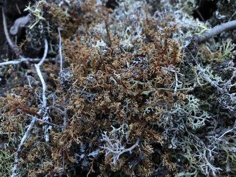 Image of globe ball lichen