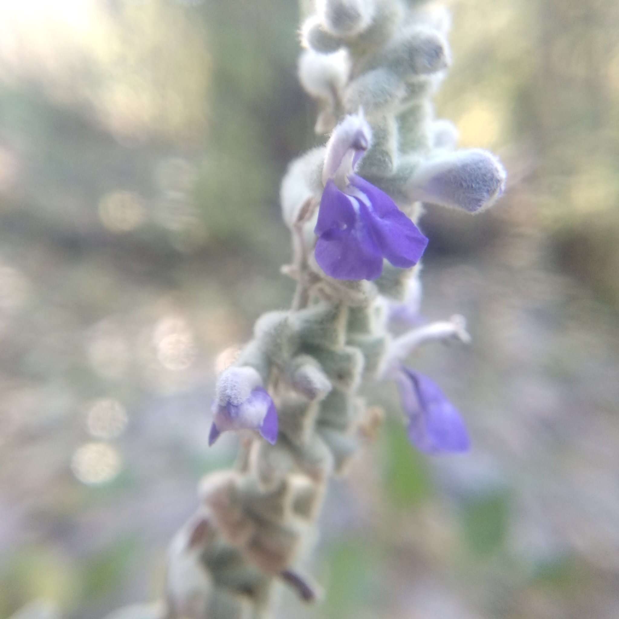 Image of Salvia boegei Ramamoorthy