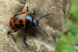 Image of Swamp Milkweed Leaf Beetle